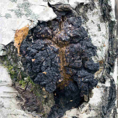 Alaska Chaga Chunks