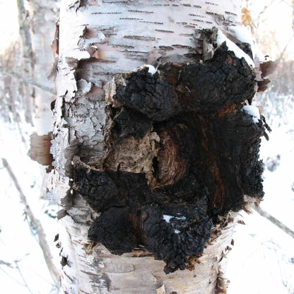 Alaska Chaga Chunks